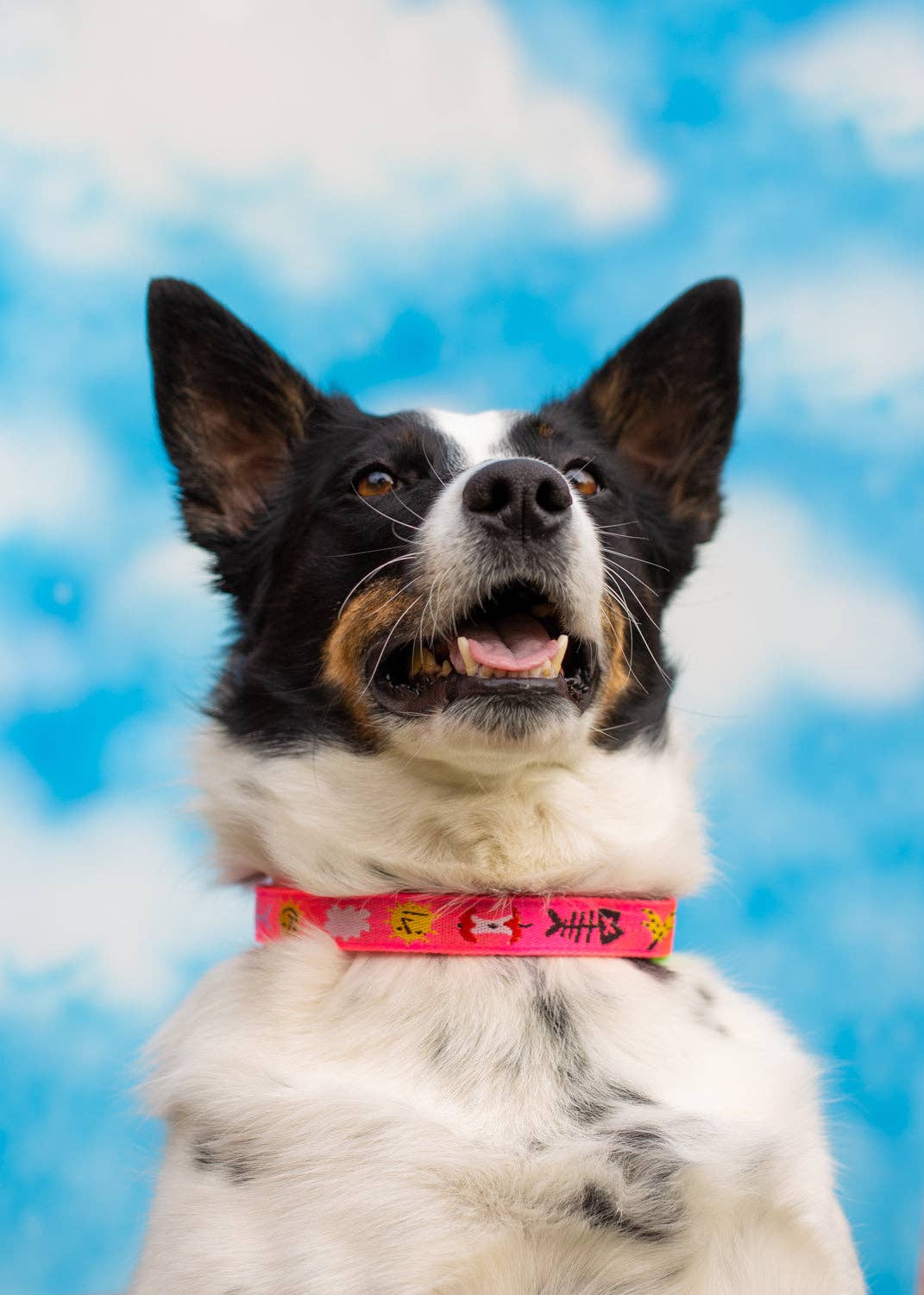 Trash day dog collar